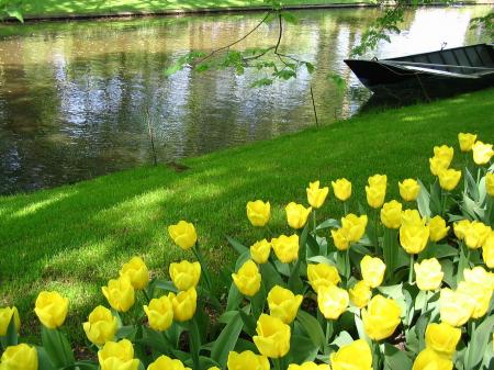 Yellow tulips and a boat