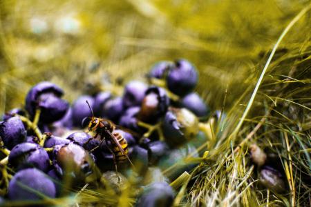 Yellow Wasp On Blueberry