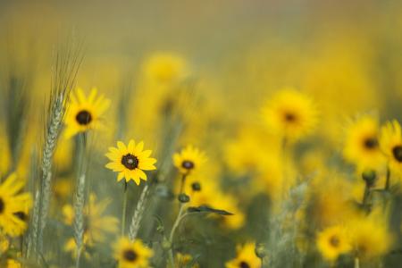 Yellow Wildflowers