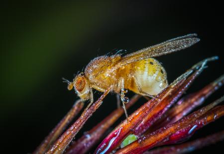 Yellow Winged Insect Close-up Photography