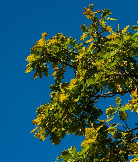Yellowing Oak Leaves