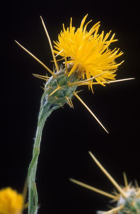 Yellowstar Thistle