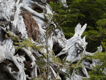 Yew lake hike at cypress --victoriaday-2015-vancouver-em10-20150518-P5180111.jpg