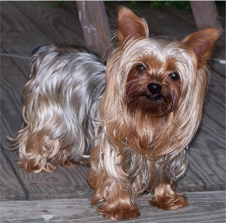 Yorkshire Terrier