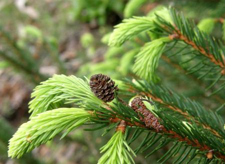 Young fir branch