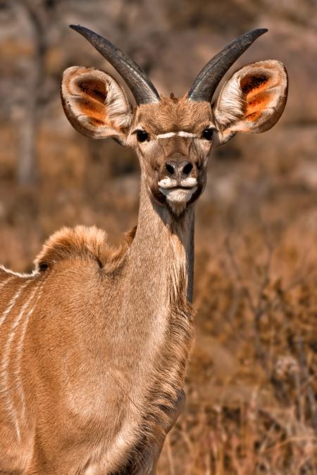 Young Kudu - Sepia