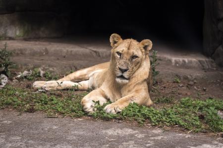 Young lion sit