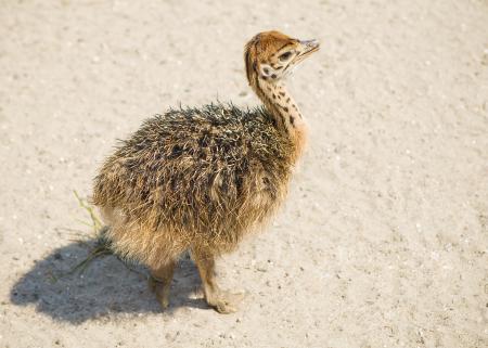 Young ostrich