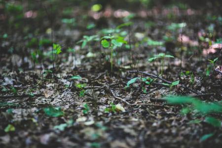 Young plants on litter