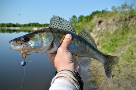 Zander fish or walleye in fisherman's hand