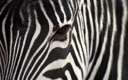 Zebra Closeup