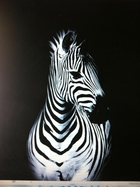 Zebra Ears Abstract