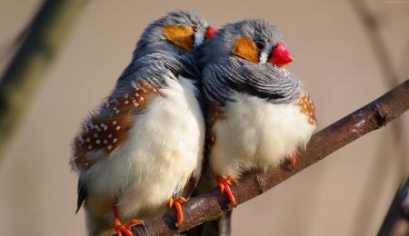 Zebra Finch