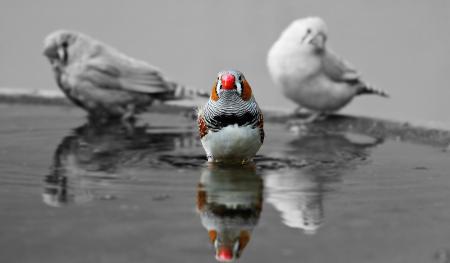 Zebra Finch