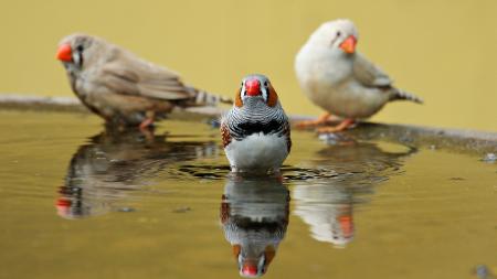 Zebra Finch