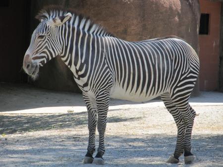 Zebra in the Zoo