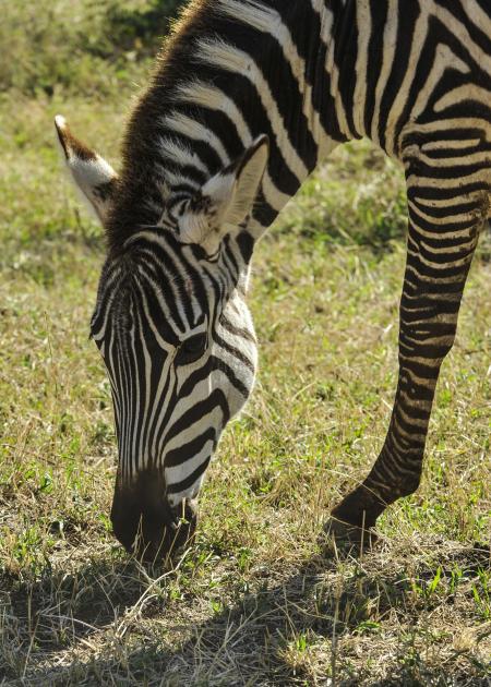 Zebra in the Zoo