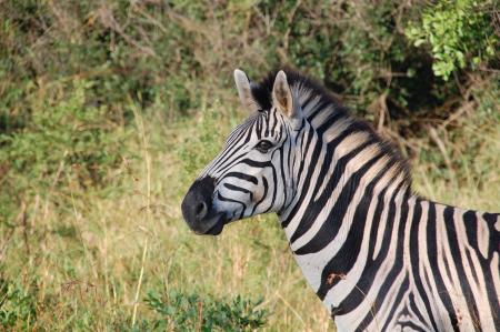 Zebra Near Green Plants