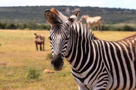 Zebra on Green Grass Field