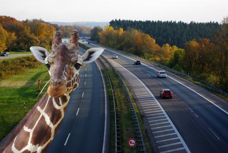 Zebra on the Highway