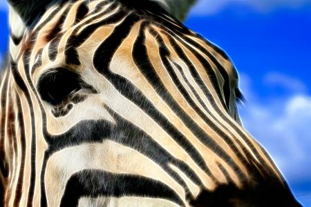 Zebra Profile Abstract