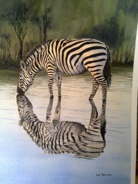 Zebra Reflection