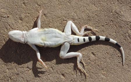 Zebra Tailed Lizard