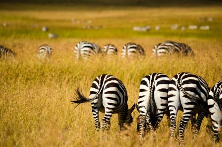 Zebras on Field