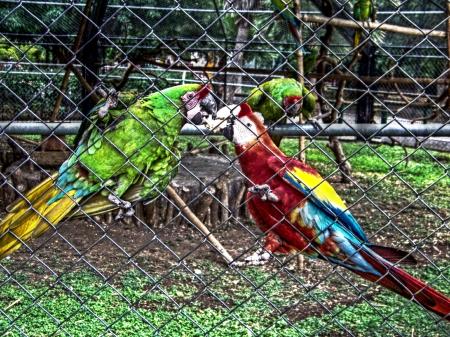 Zoo parrots