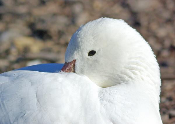 012 x 013 - SNOW x ROSS'S GOOSE (12-4-07) prob hybrid, laguna, sloco, ca (3)