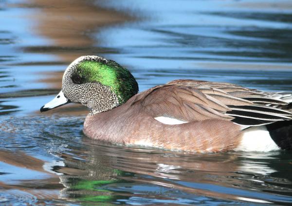 027 - AMERICAN WIGEON (1-30-13) encanto park, phoenix, maricopa co, az (1)