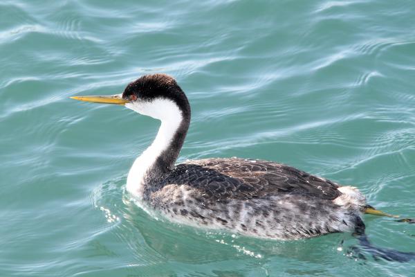 100 - WESTERN GREBE (12-17-11) moss landing, ca (1)