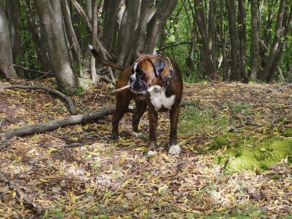 16.09.2015 clay "the Boss" @ medelana, appennino bolognese
