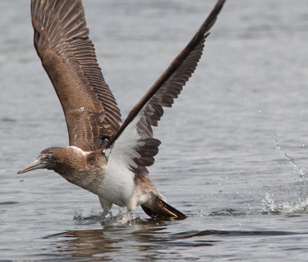 164 - BLUE-FOOTED BOOBY (8-25-13) imm, patagonia lake, scc, az -21