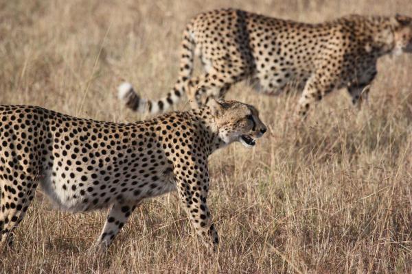 2 Cheetah on the Brown Grass Lawn