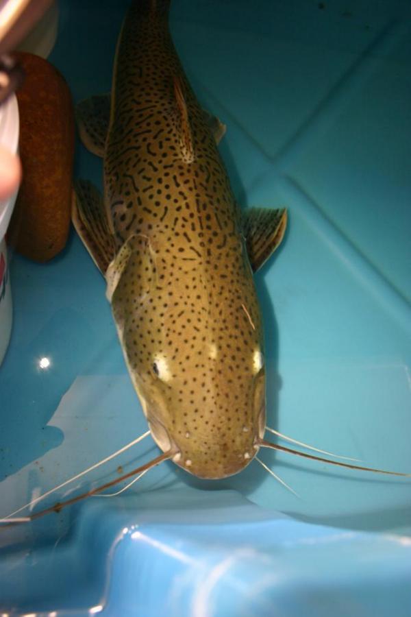 2 Toned RTC x TSN hybrid catfish