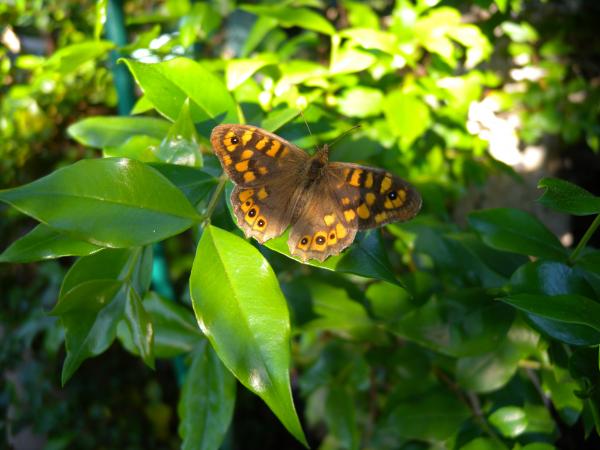 2012 05 12 s.margherita