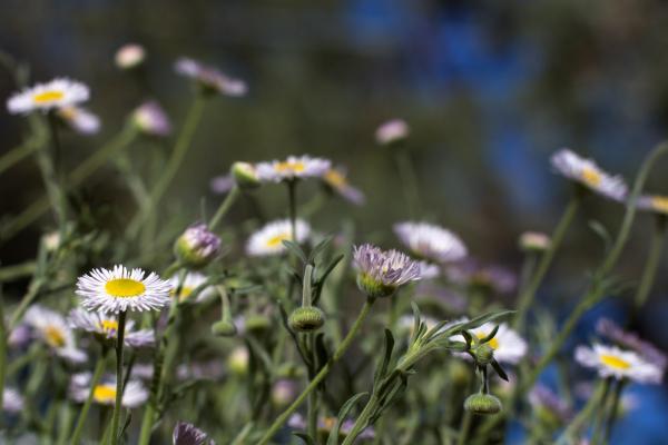 2014/365/170 It's a Daisy Jungle Out There