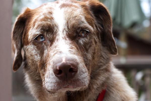 2016/366/120 Mr Blue and Brown Eyes