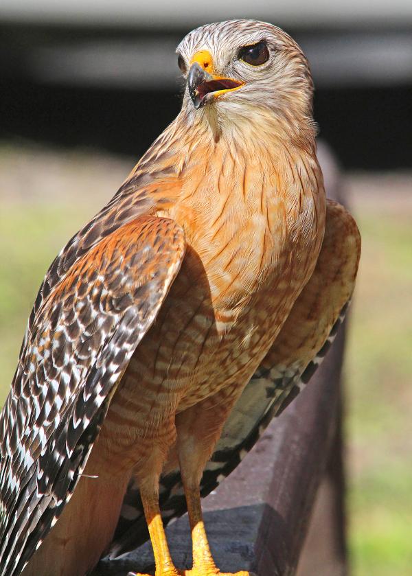 223 - RED-SHOULDERED HAWK (2-22-13) highlands hammock state park, okeechobee co, fl (6)
