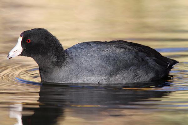 246 - AMERICAN COOT (12-6-01) patagonia lake, scc, az (2)