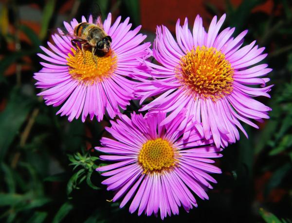 3 Pink Clustered Flowers in Close Up Shots