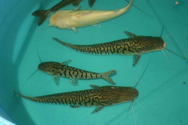3 Tiger shovelnose catfish