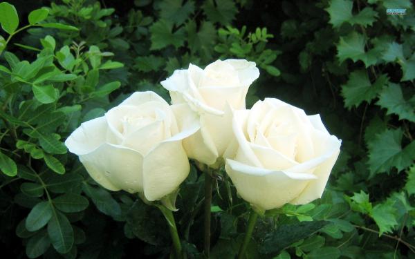 3 White flowers