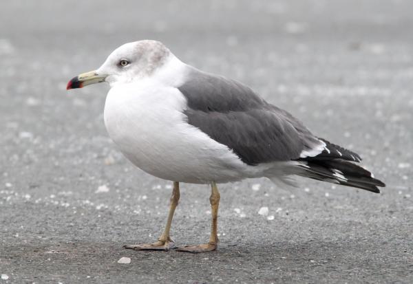 357 - BLACK-TAILED GULL (2-19-11) Quidi Vidi Lake, St John's, Newfoundland (3)