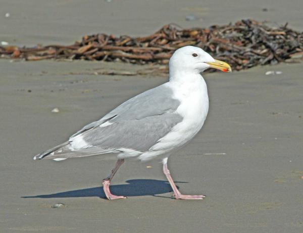 370 - GLAUCOUS-WINGED GULL (3-22-10) adult, morro bay, slo co, ca (1)