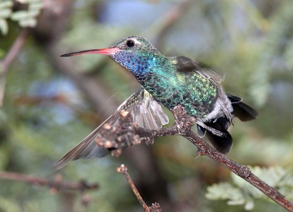507 - BROAD-BILLED HUMMINGBIRD (8-30-10) scc, az - (2)