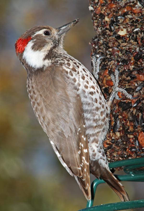 537 - ARIZONA WOODPECKER (3-23-11) sierra vista, cochise co, az (1)