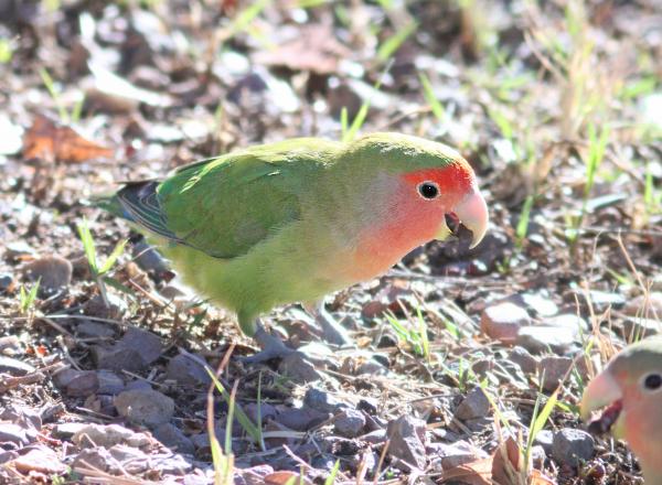 558 - ROSY-FACED LOVEBIRD (1-30-13) encanto park, phoenix, maricopa co, az (10)