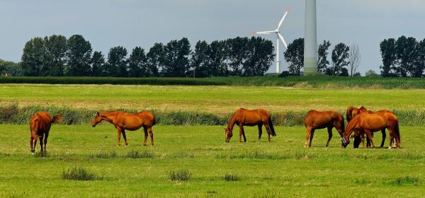 6 Horses on Green Field during Daytime